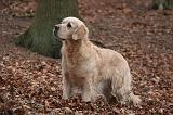 GOLDEN RETRIEVER 1037